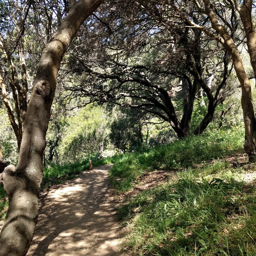 El Cerrito Foundation Memorial Grove 2
