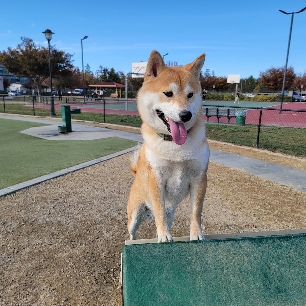 Central Park Dog Park 1