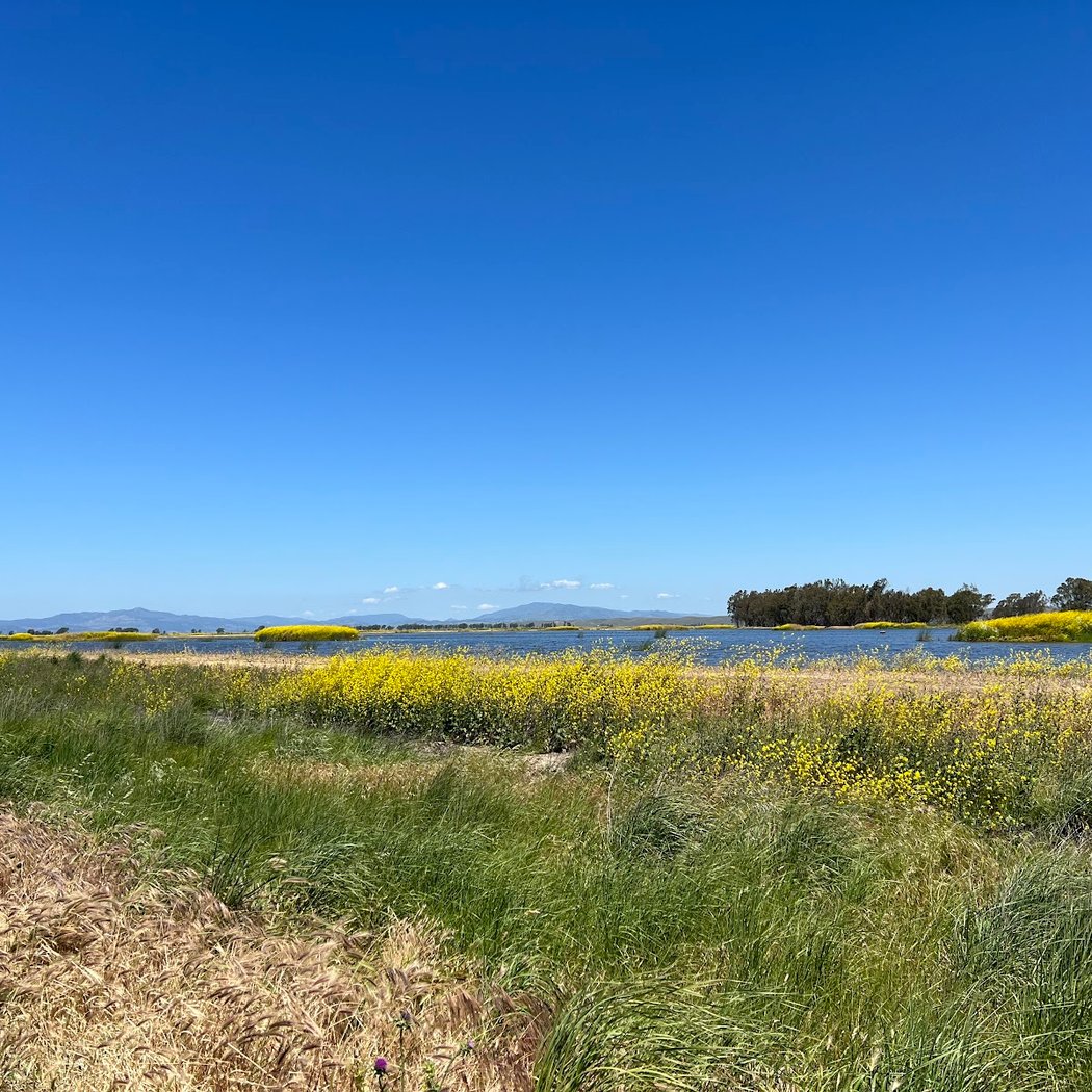 Grizzly Island Wildlife Area 2