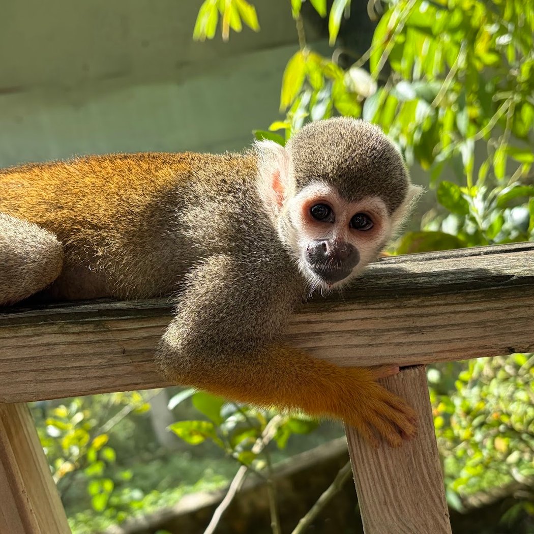 Monkeyland 2