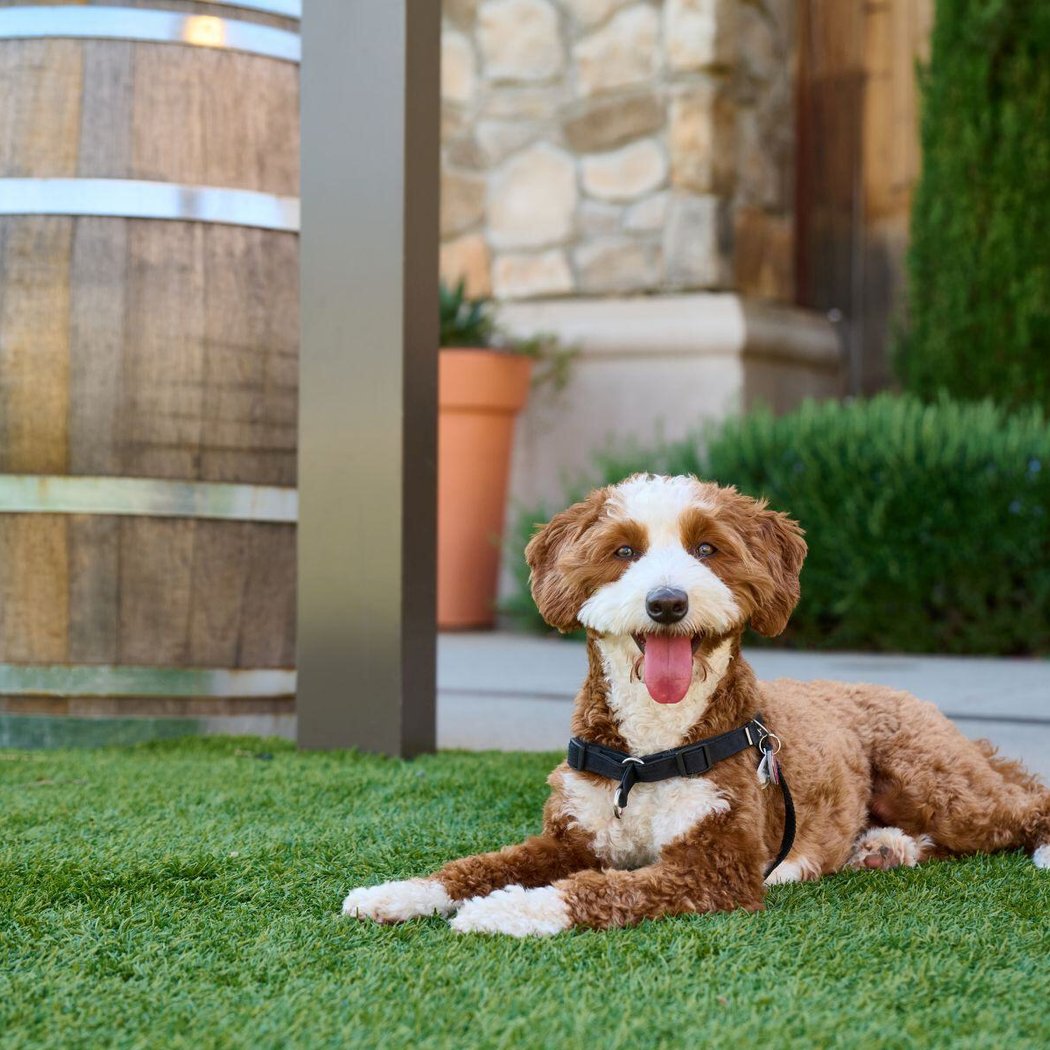 Yappy Hour at Olive & Hay: Deck the Paws
