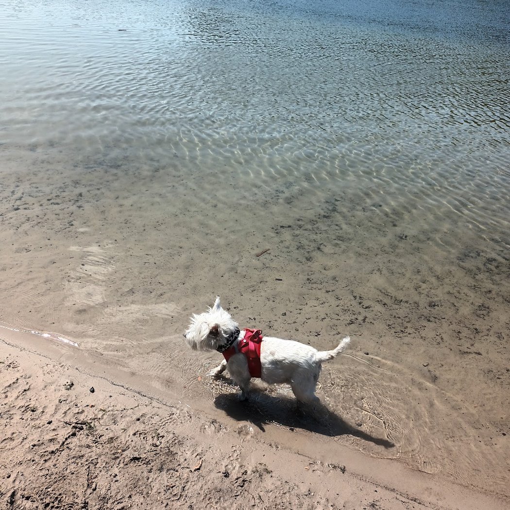 Hundestrand 3