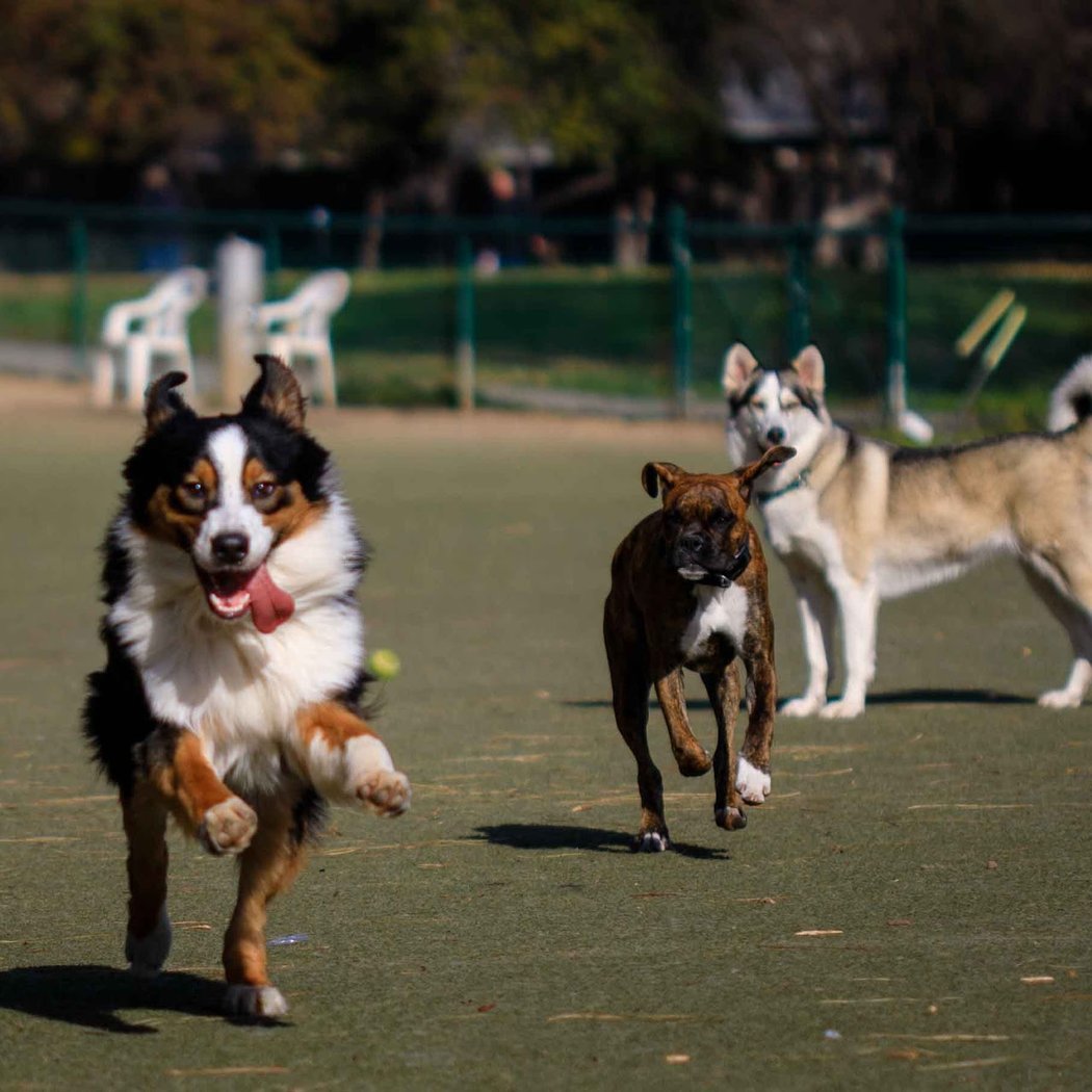 Saratoga Creek Dog Park, San Jose, CA 1