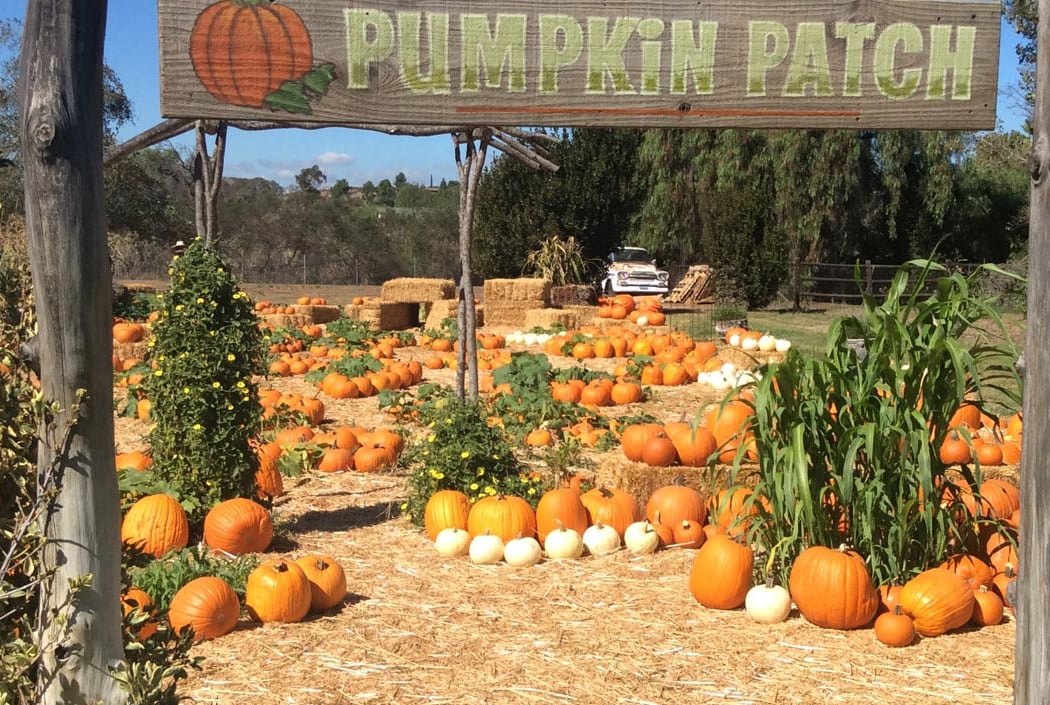 Pumpkin Patch 2