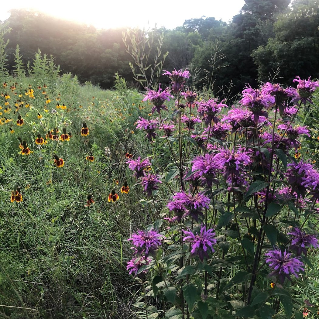 Twelve Hills Nature Center 1