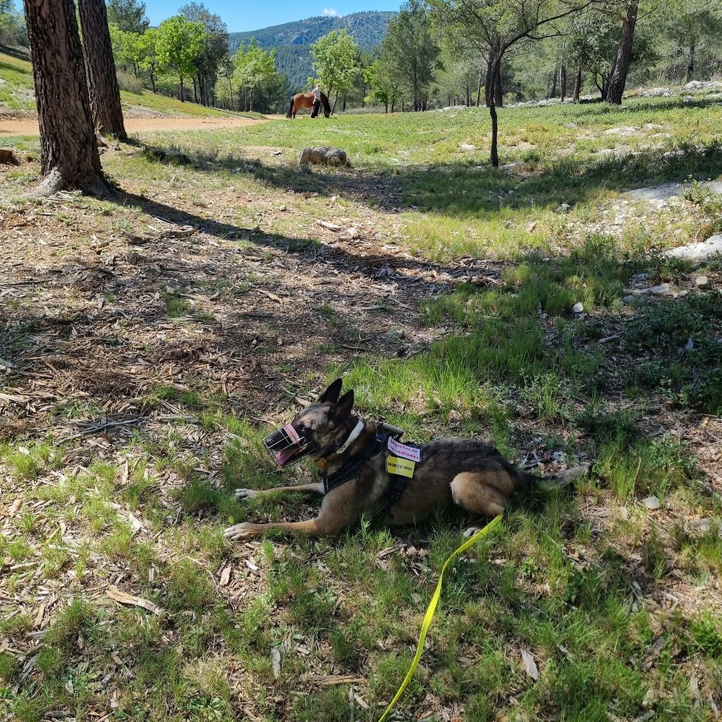 Les Chiens de Marseille 2