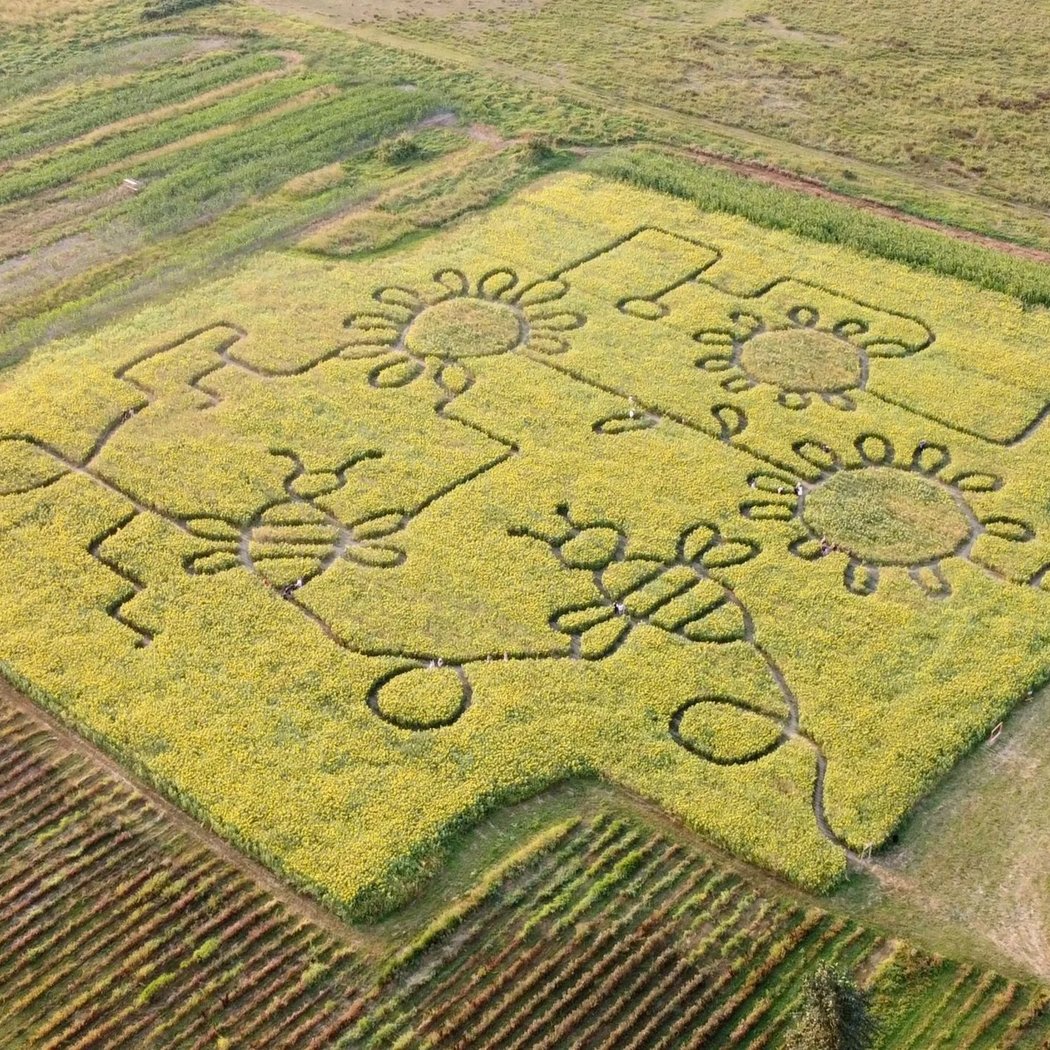 Lora Lee’s A-Maze-Zing Sunflower Maze 1