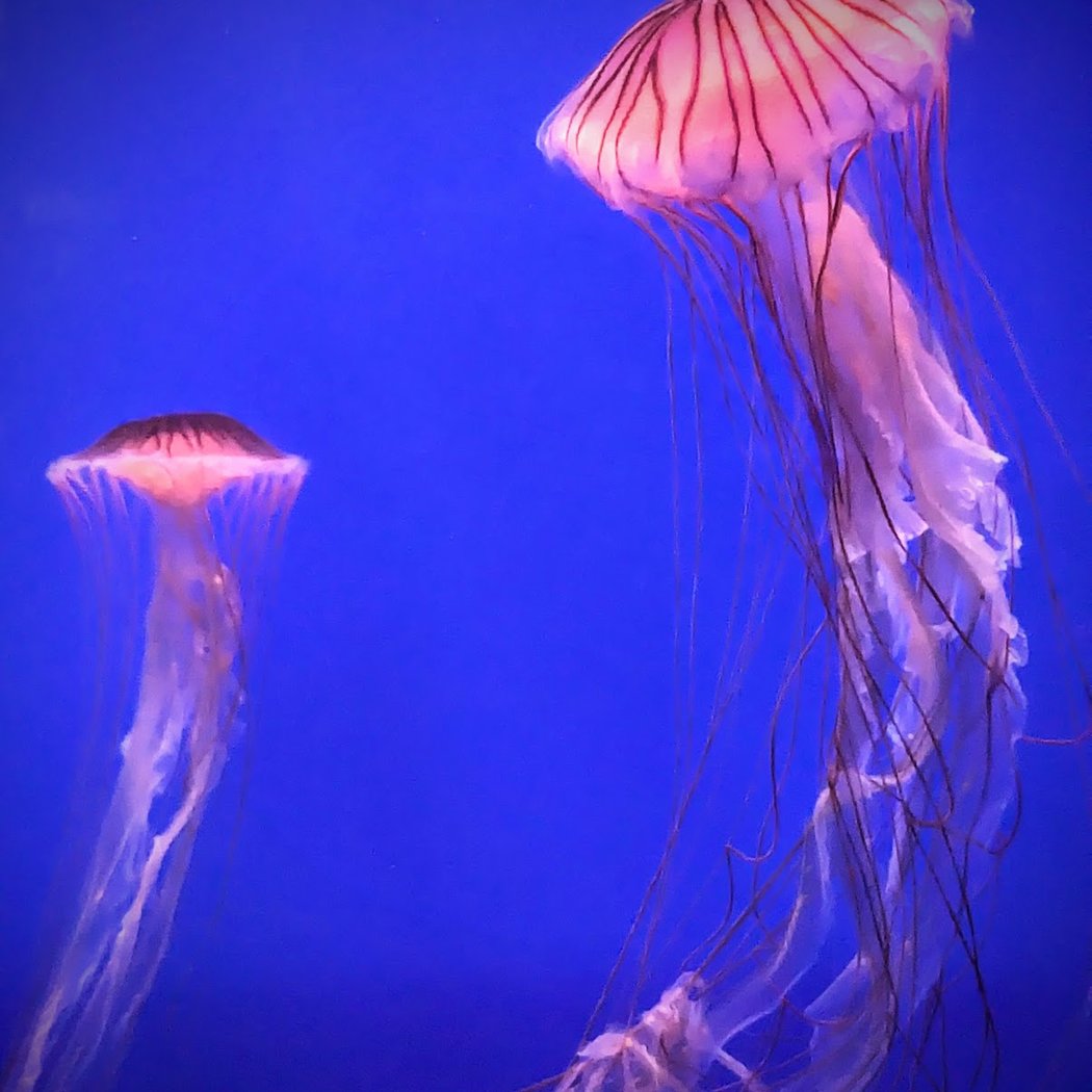 Navidad en el Acuario de Sevilla: Alimentación en el oceanario 5