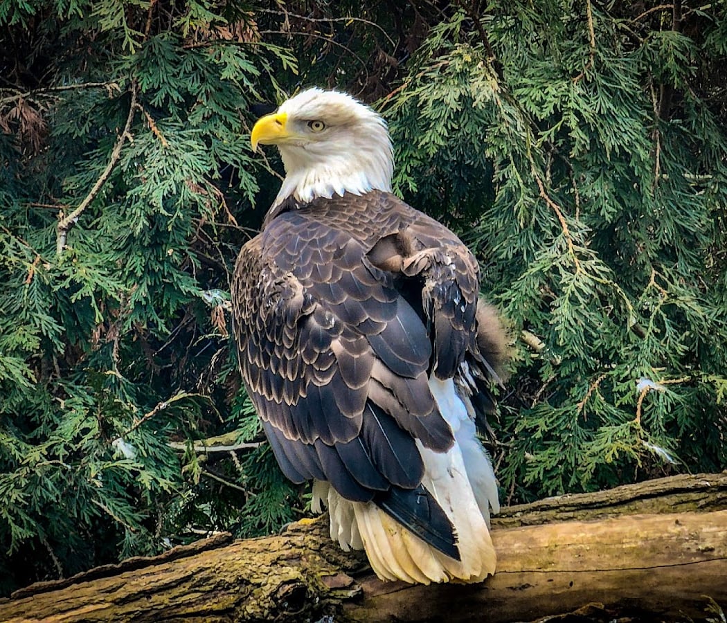Akron Zoo 1