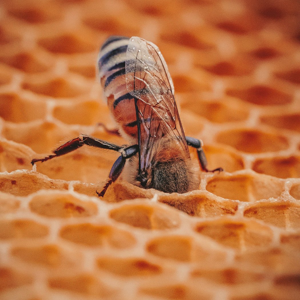 Wings at Work: Pollinators of the Garden of the Gods 2