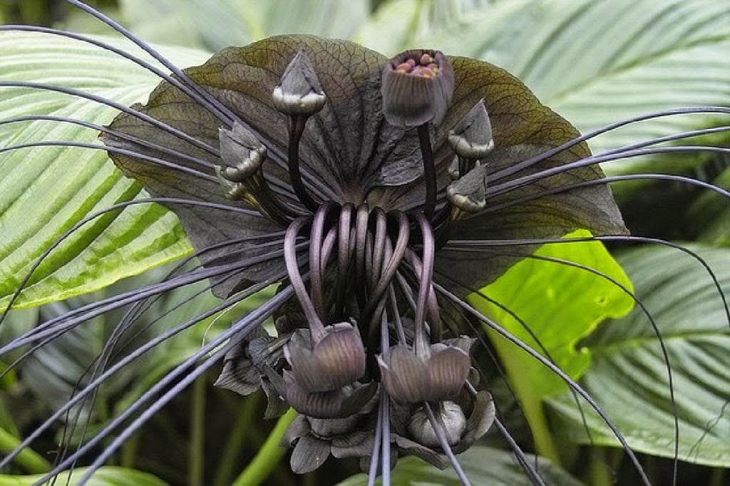 Freaky Flora