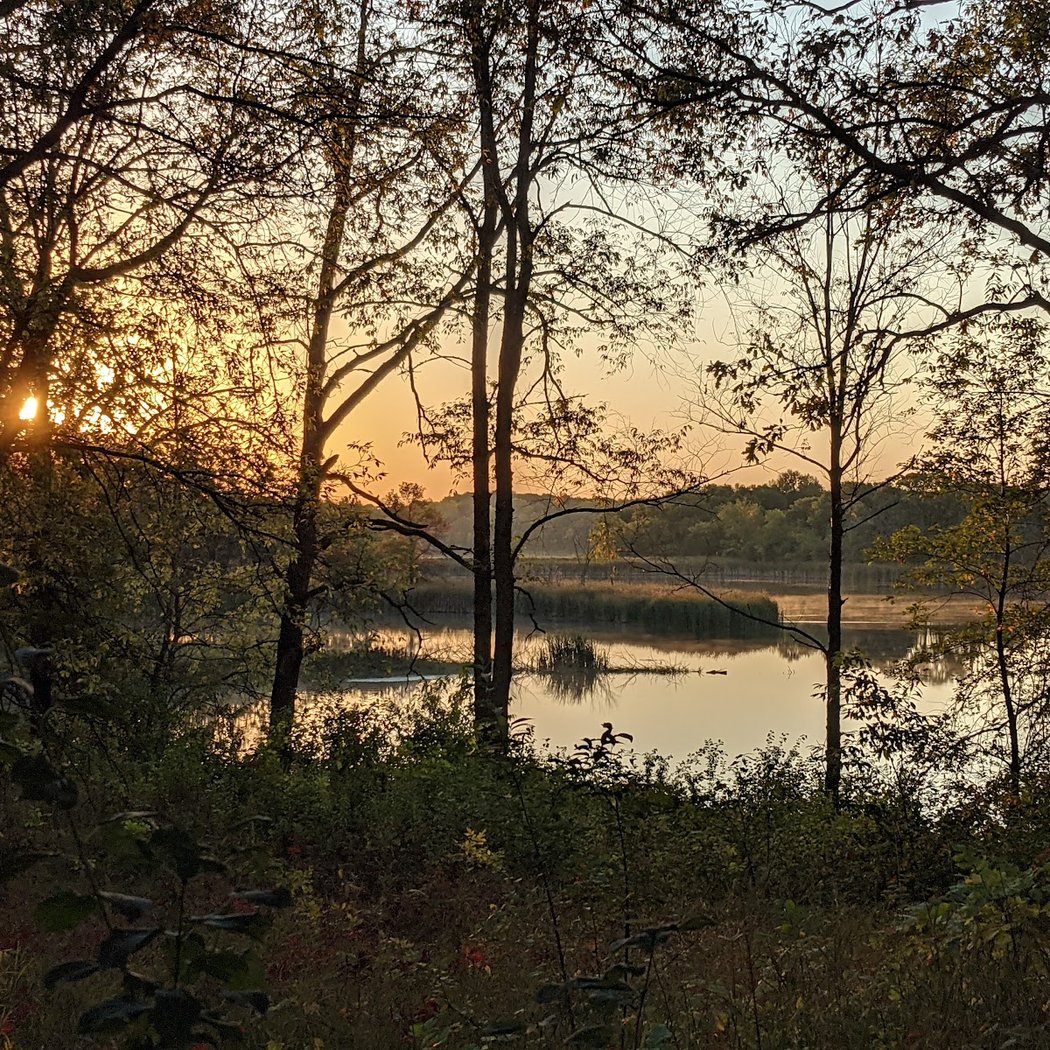 Summer Solstice Walk Forest Bathing 1
