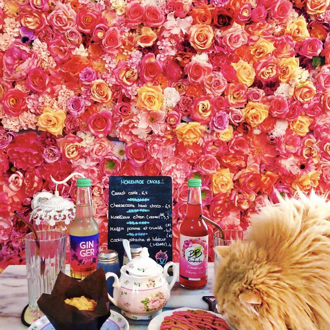 La Maison des Chats ~ Salón de thé & Brunch (+10y) 1