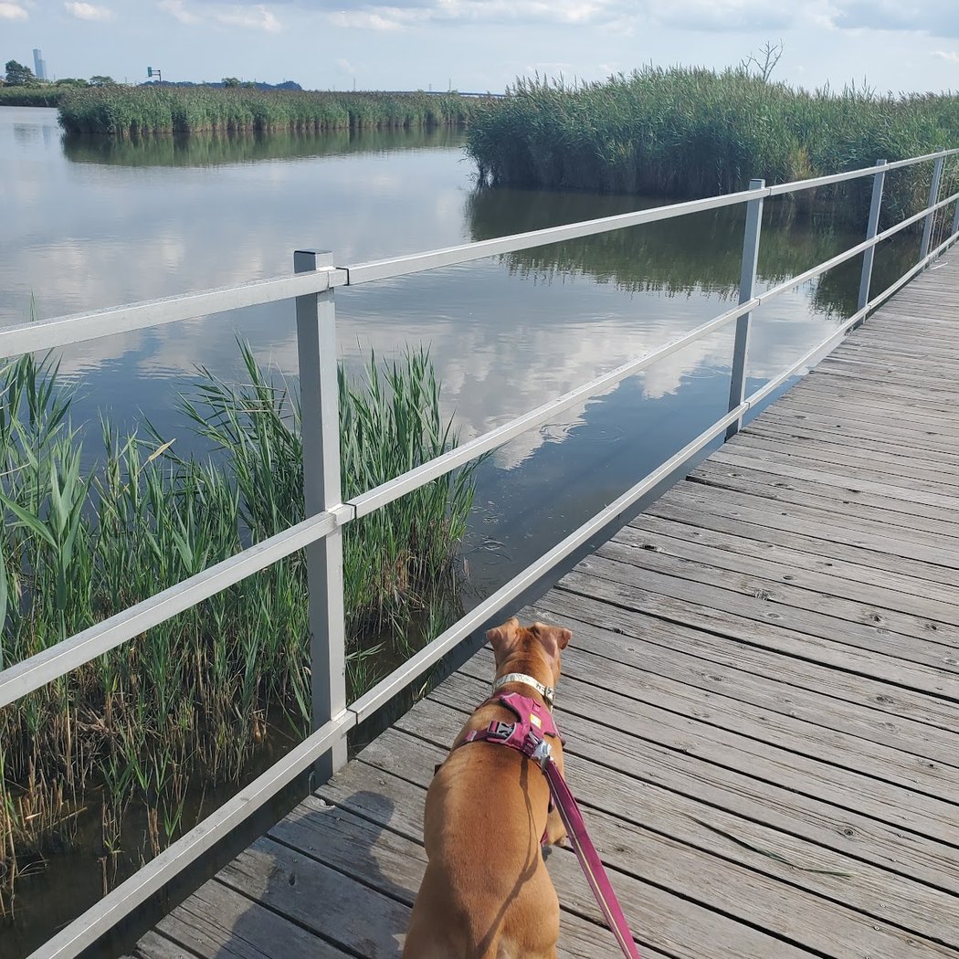 Lyndhurst Nature Reserve 1