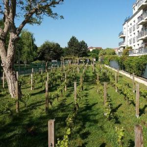 Vigne du Clos Saint-Vincent 2