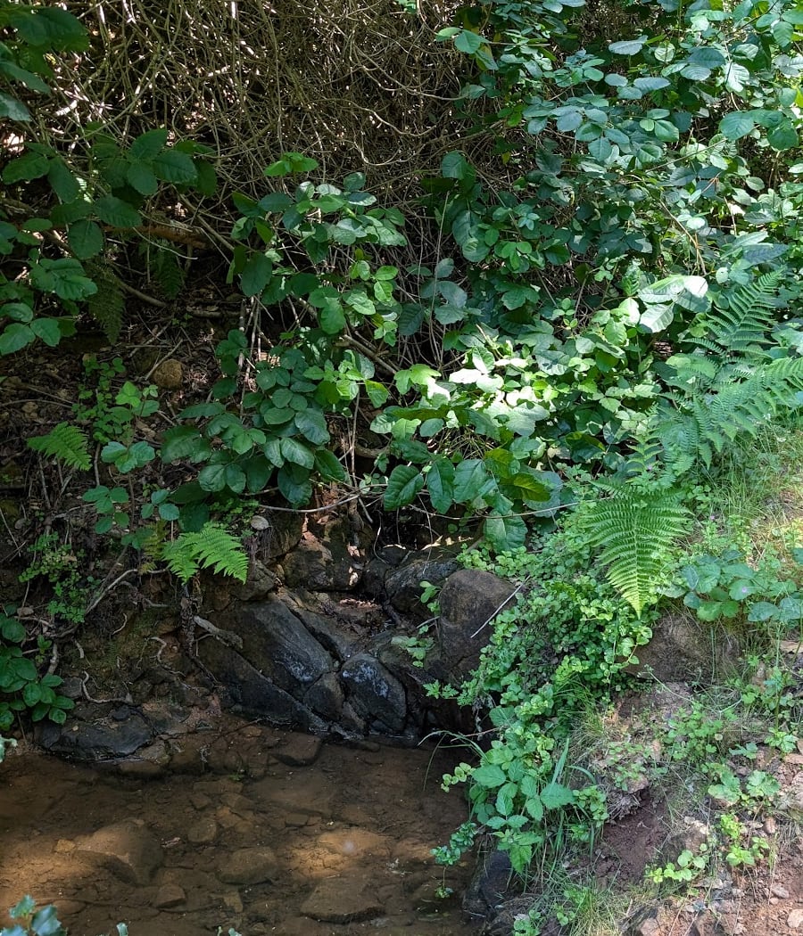 Shady Trail, Portola Valley, CA 2