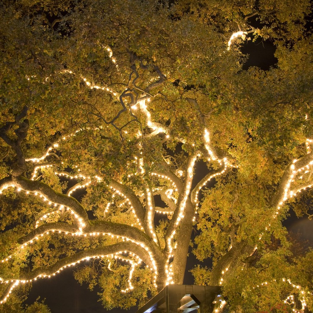 Danville’s Lighting of the Old Oak Tree 1