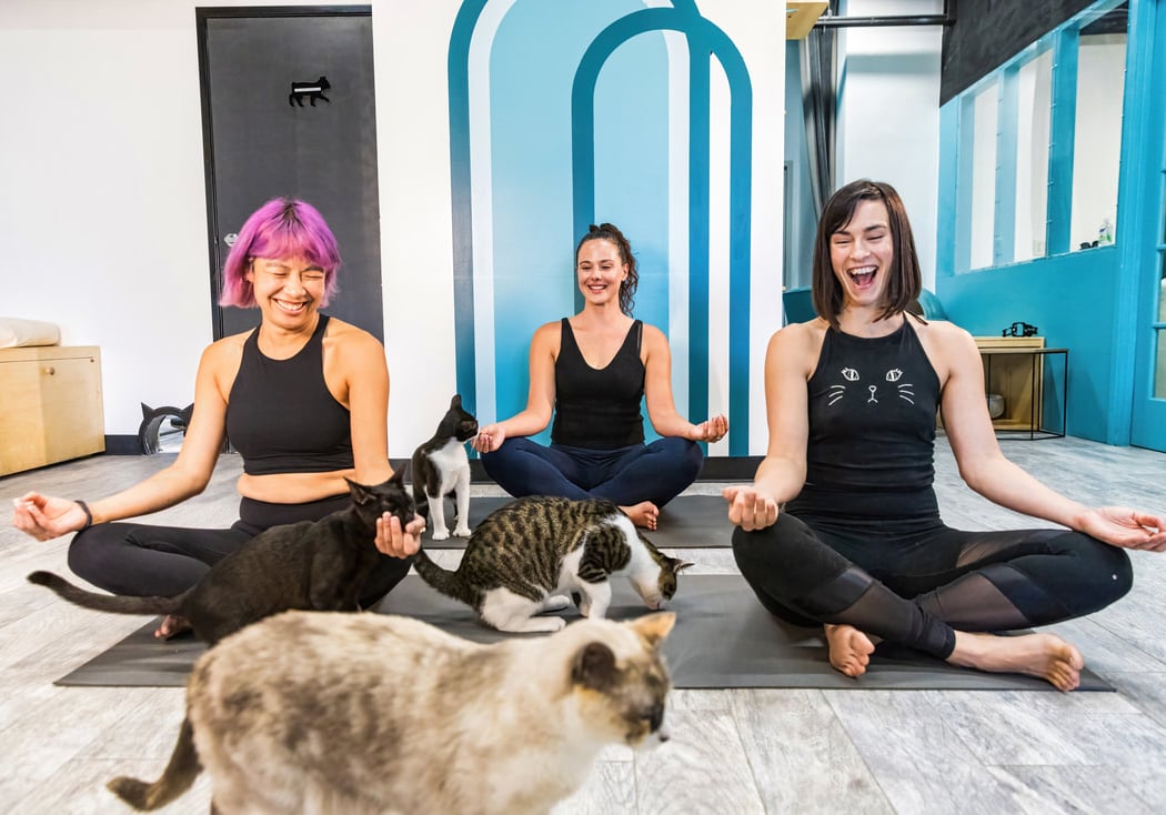 Yoga with Cats 1