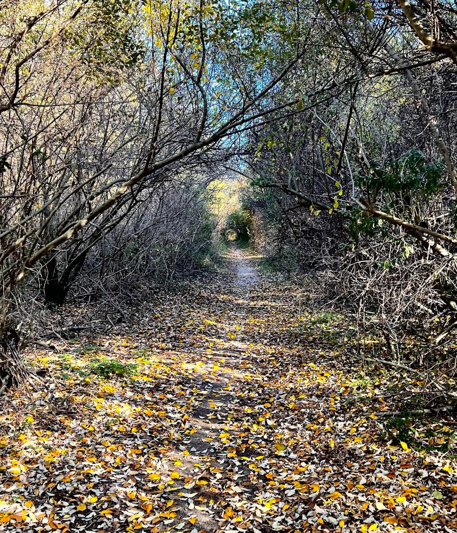Edgewood Oak Brush Plains Preserve 1