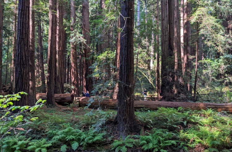 Las Posadas State Forest 1