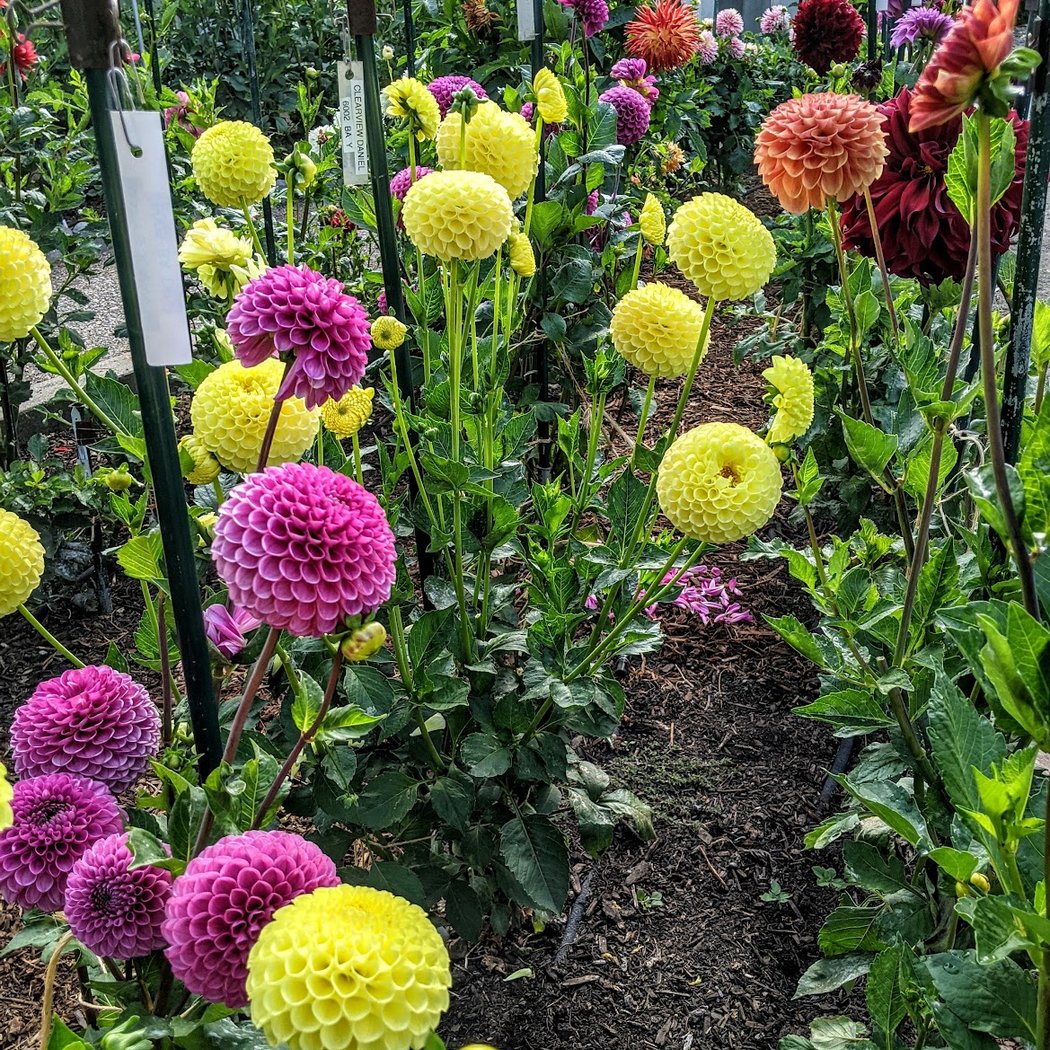 Dahlia Garden 2