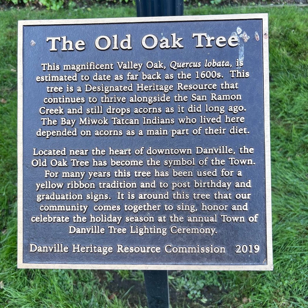Danville Oak Tree 2