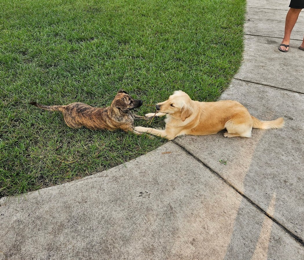 Canine Corner Dog Park 2