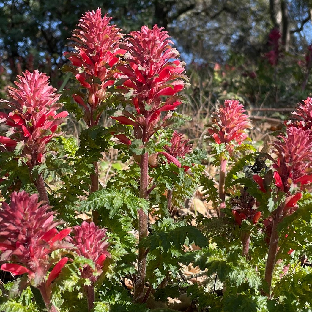 Foothills Open Space Preserve 3