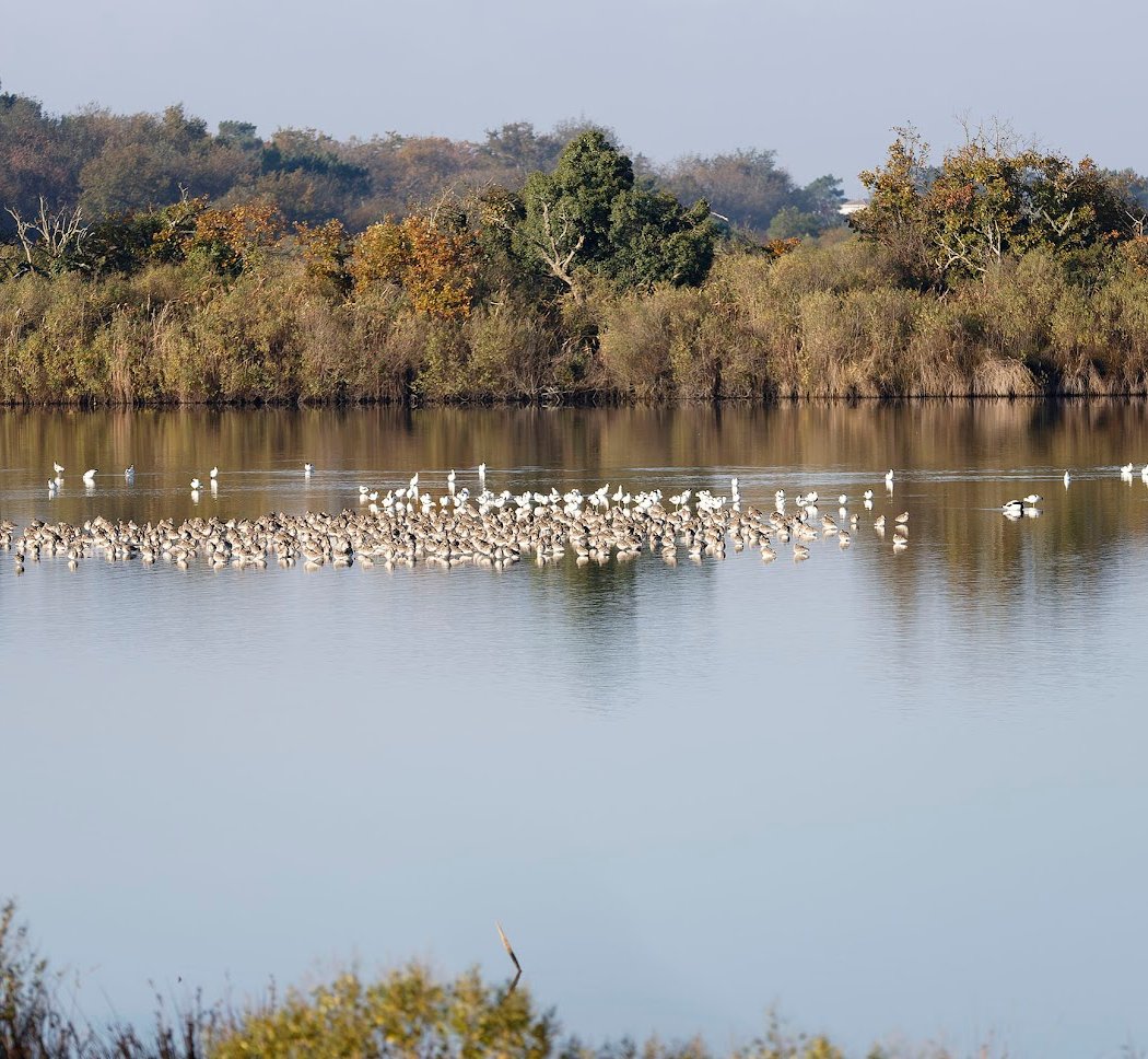 Réserve Ornithologique Du Teich 3
