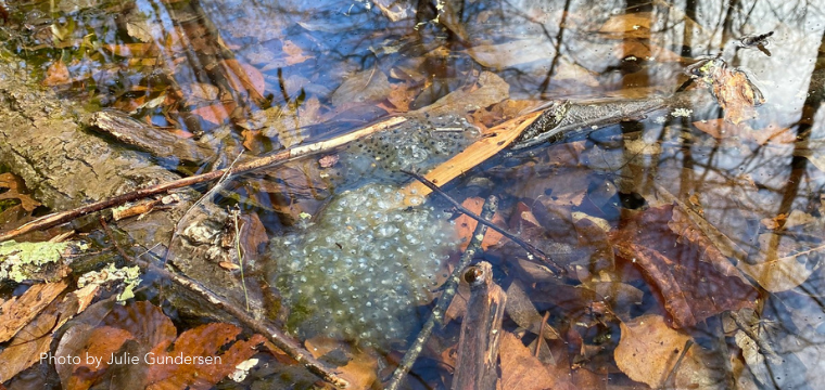 Conservation Spotlight: Vernal Pool Walk 1