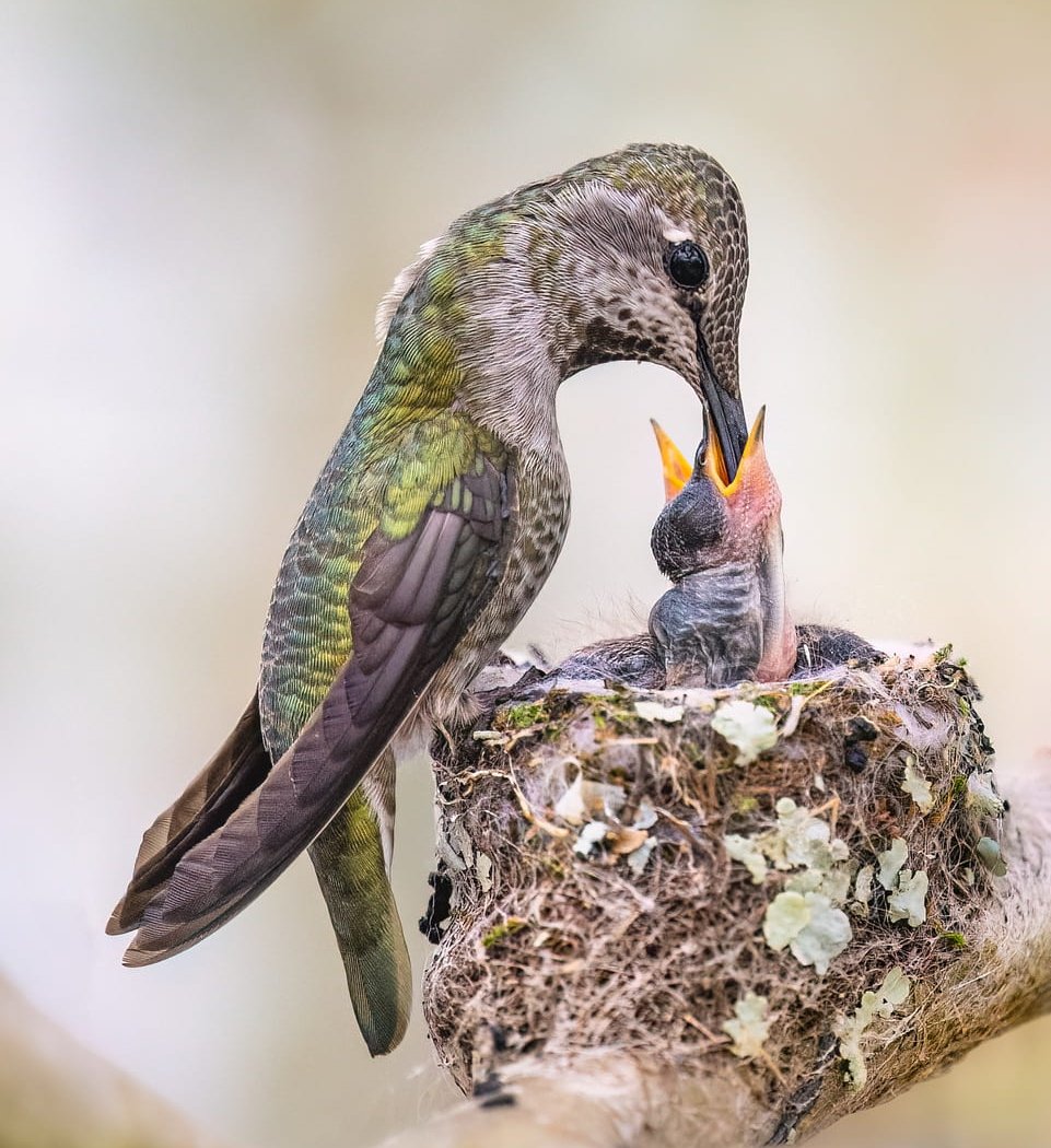 Wildlife Photography from Hummingbirds to Elephants 1