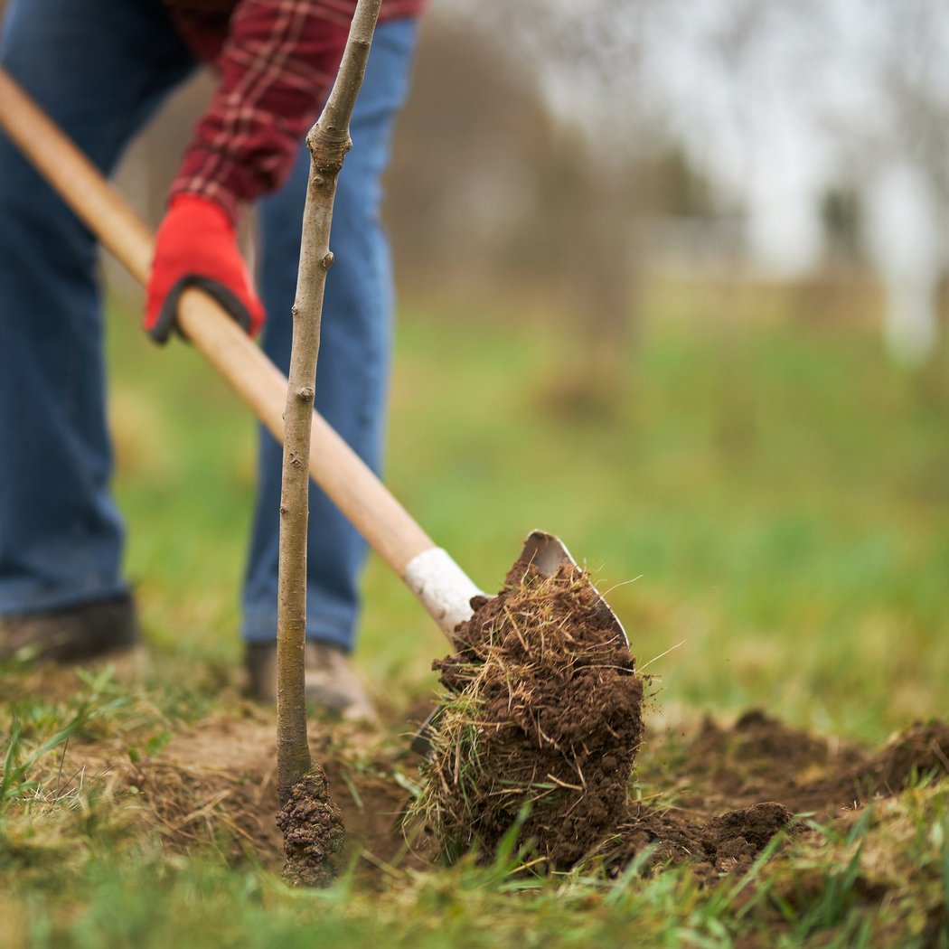 Essential Skills for Sustainable Landscape Care, Session 2 — Planting and Maintaining Trees and Shrubs 1