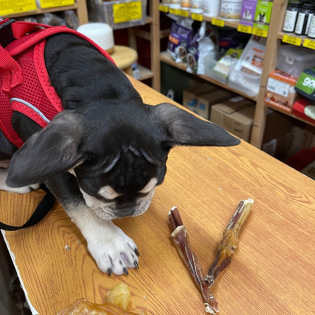 Wholistic Paws Ridgewood 1