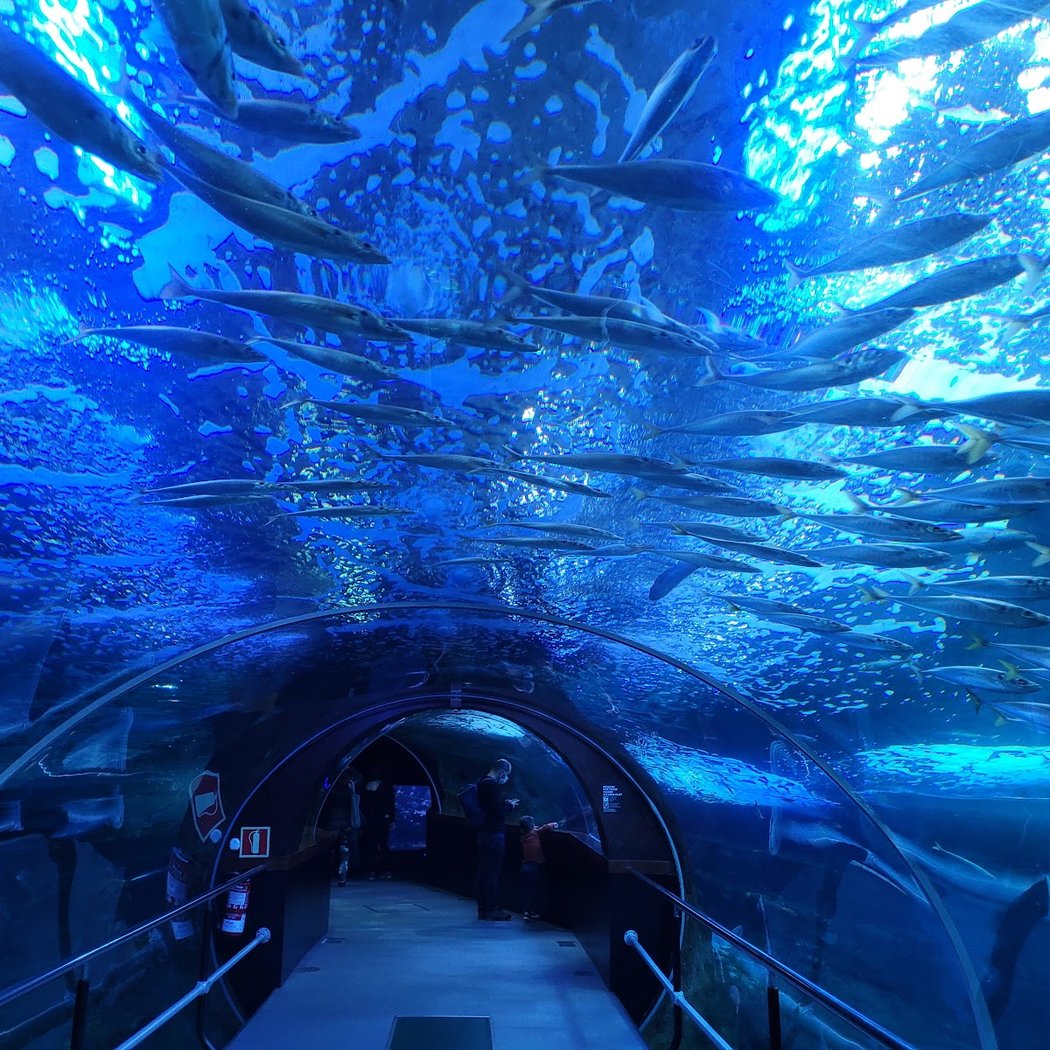 Aquarium 2