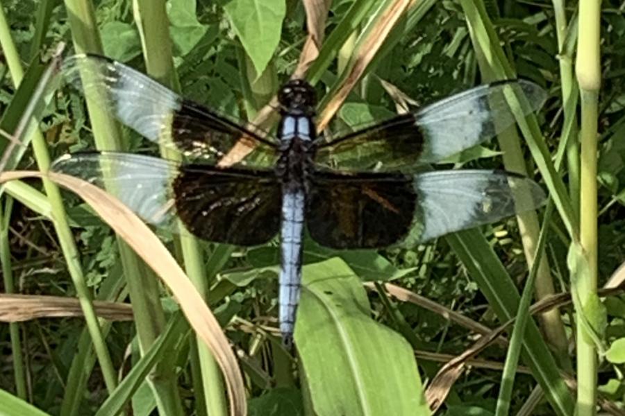 Dragonfly Days 3