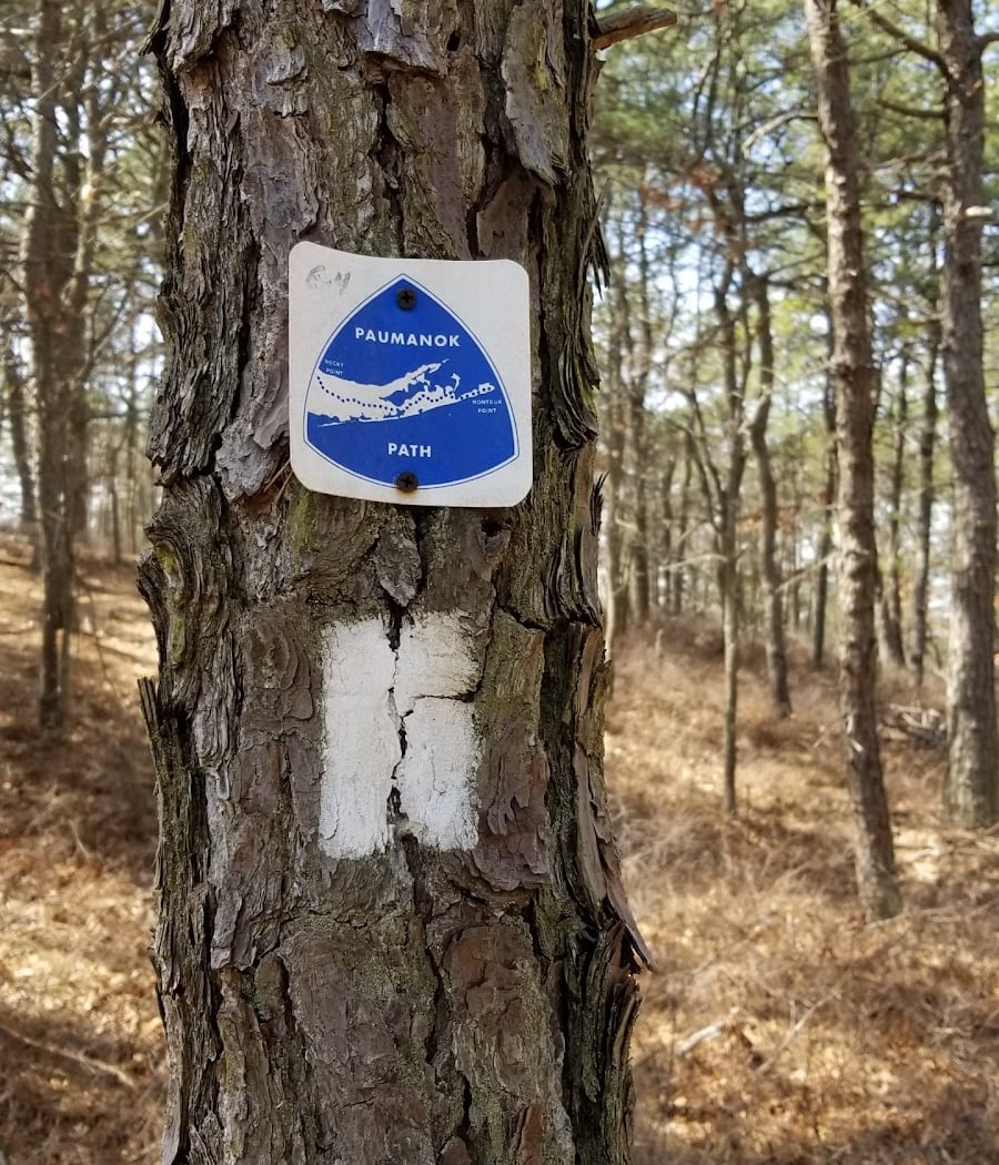 Long Island State Pine Barrens Preserve 3