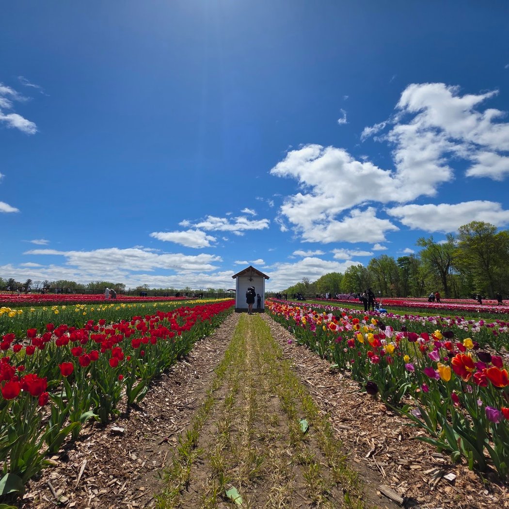 Tulip Season 1