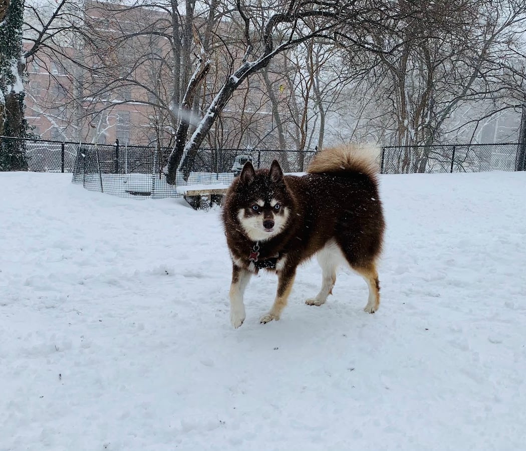 Morningside Park Dog Run 1