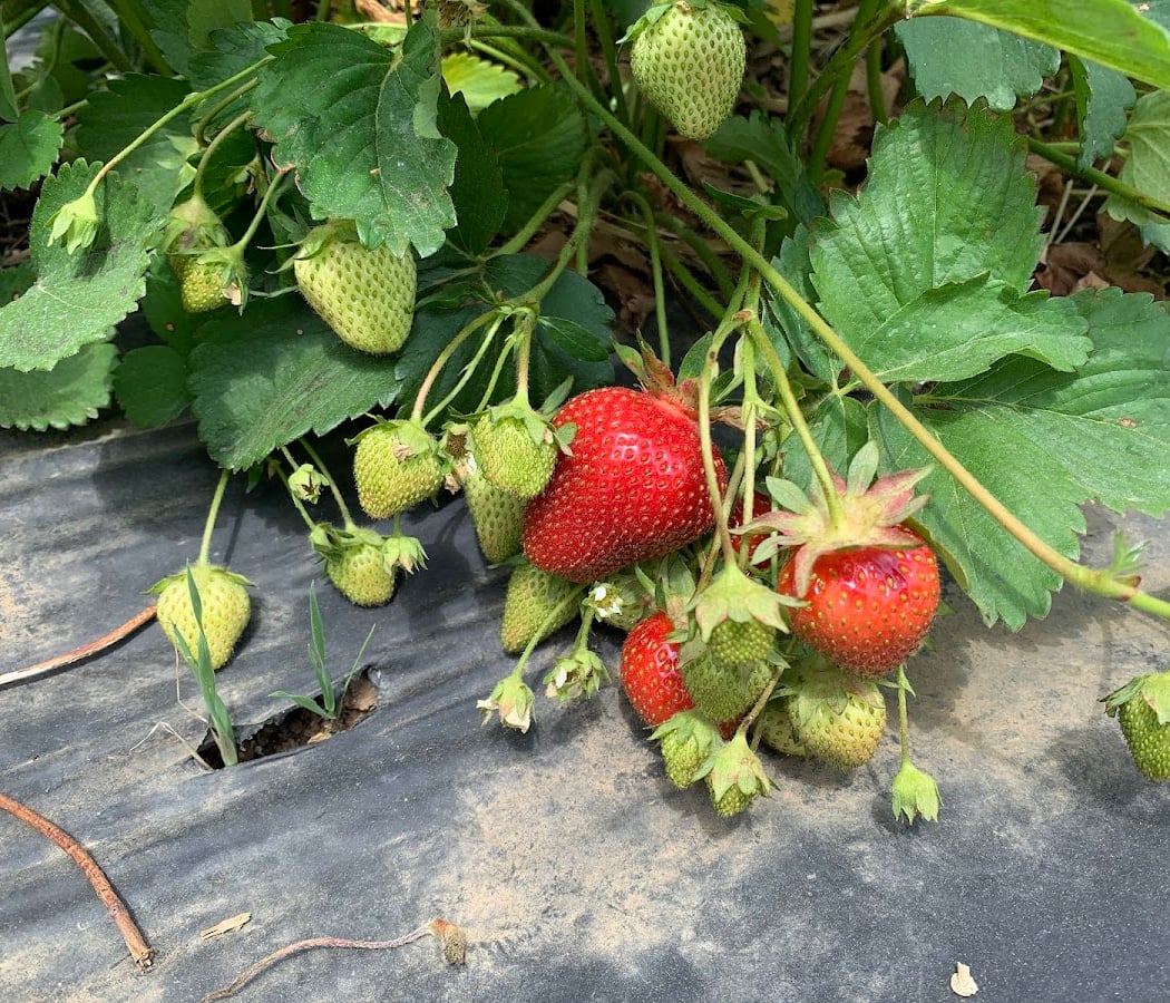 Strawberry Fest 3