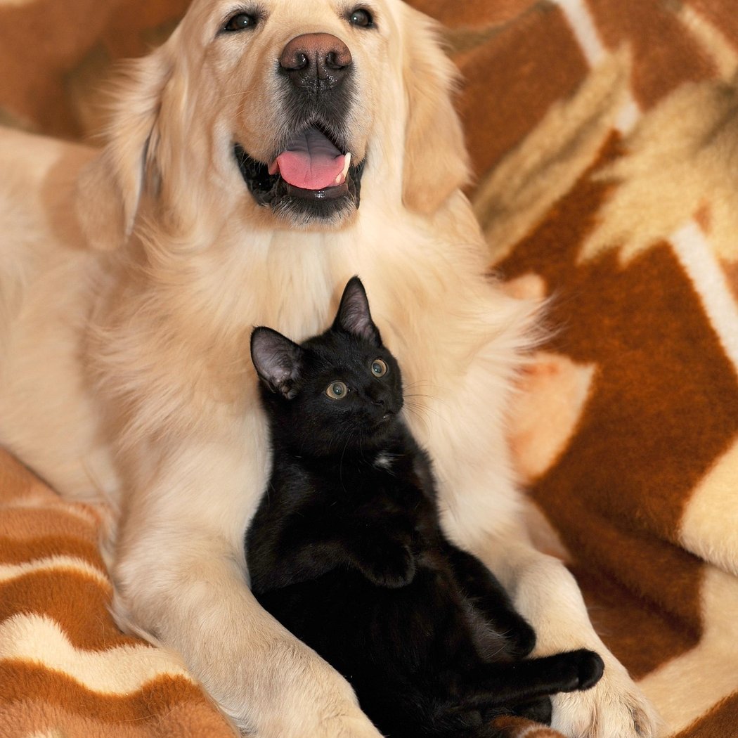 Pet Safety in the Home 1