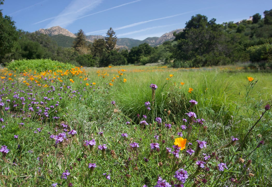 Still Growing: 100 Years of California's Native Plants 2