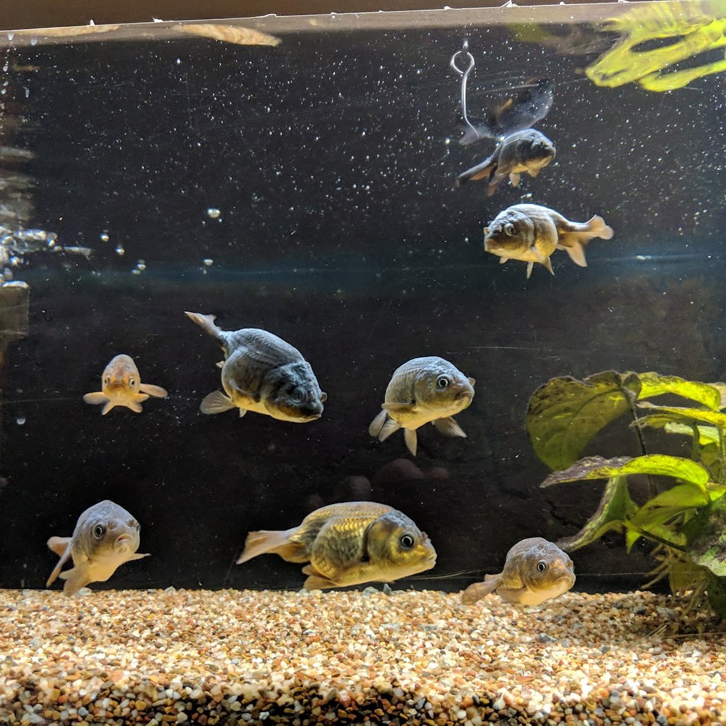 Fish Den Inc. 3