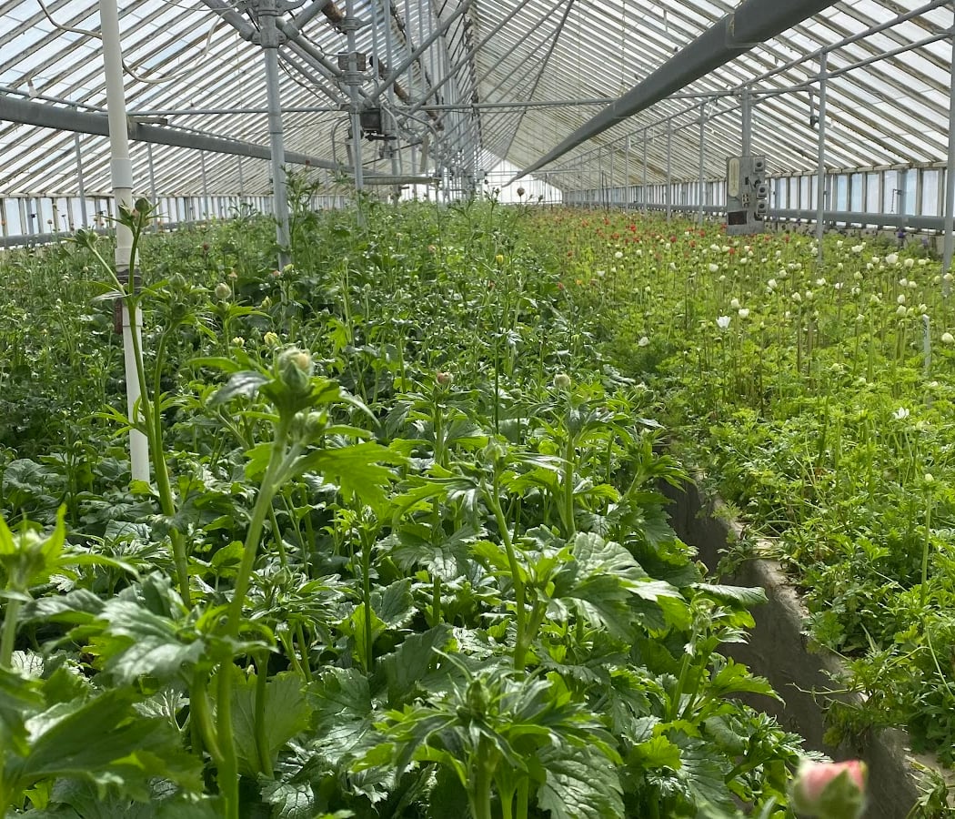 F W Battenfeld & Son Wholesale Growers 2