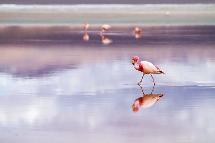 Ornithological Park of Pont de Gau 1