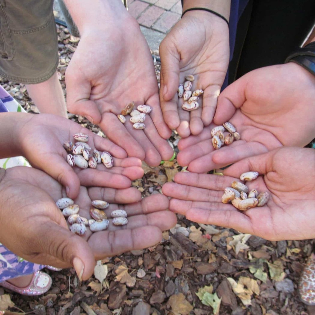 Summer Short Course: Saving Seeds 1