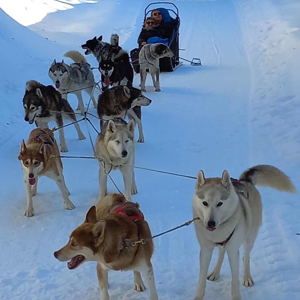 La Ferme des Chiens de Traineaux 2