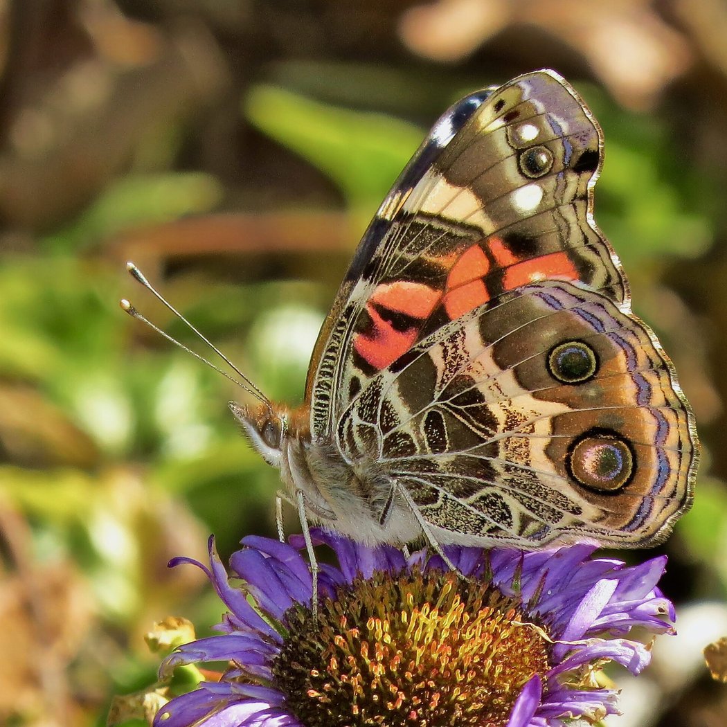 June Butterfly Walk 1