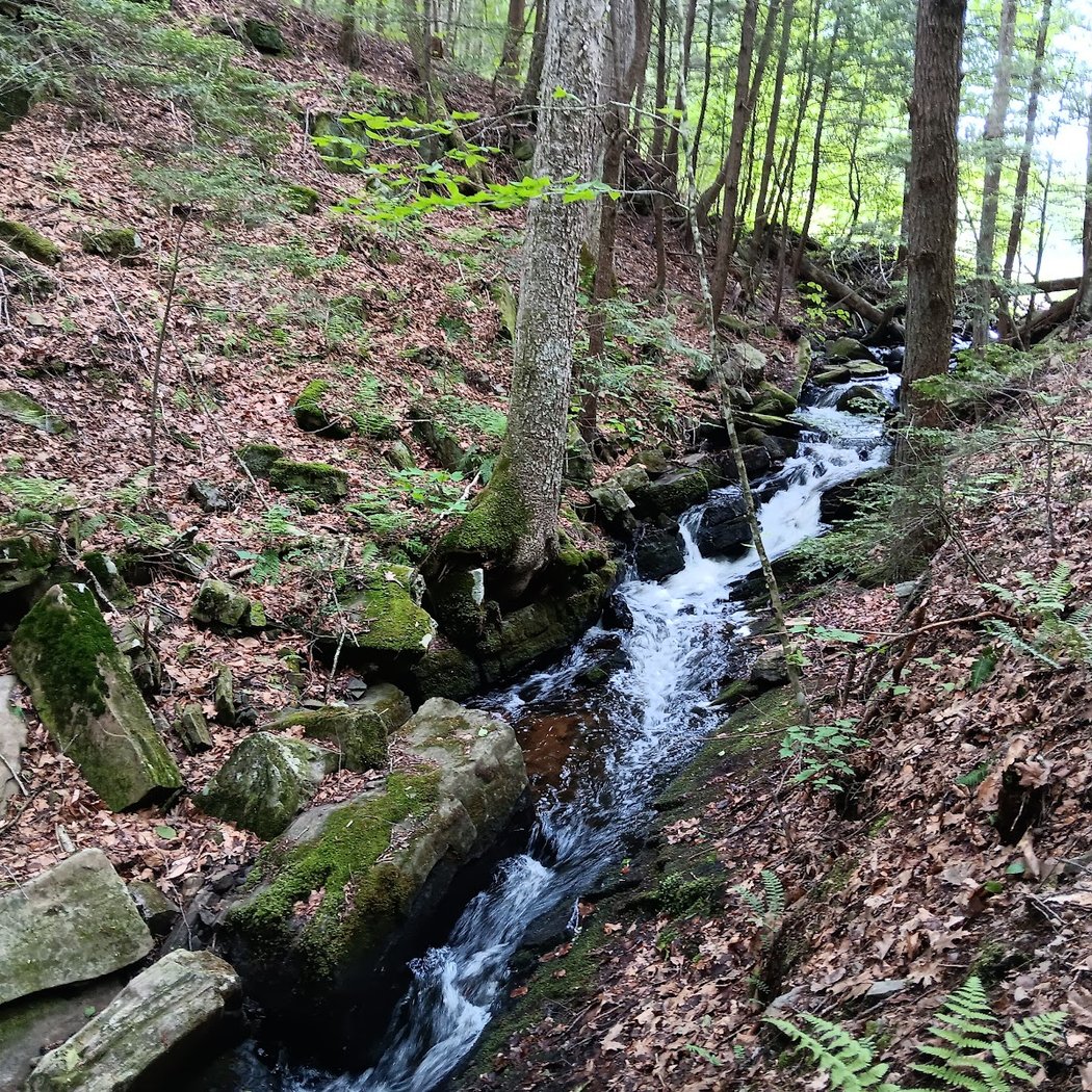 Graphite Range Community Forest 2