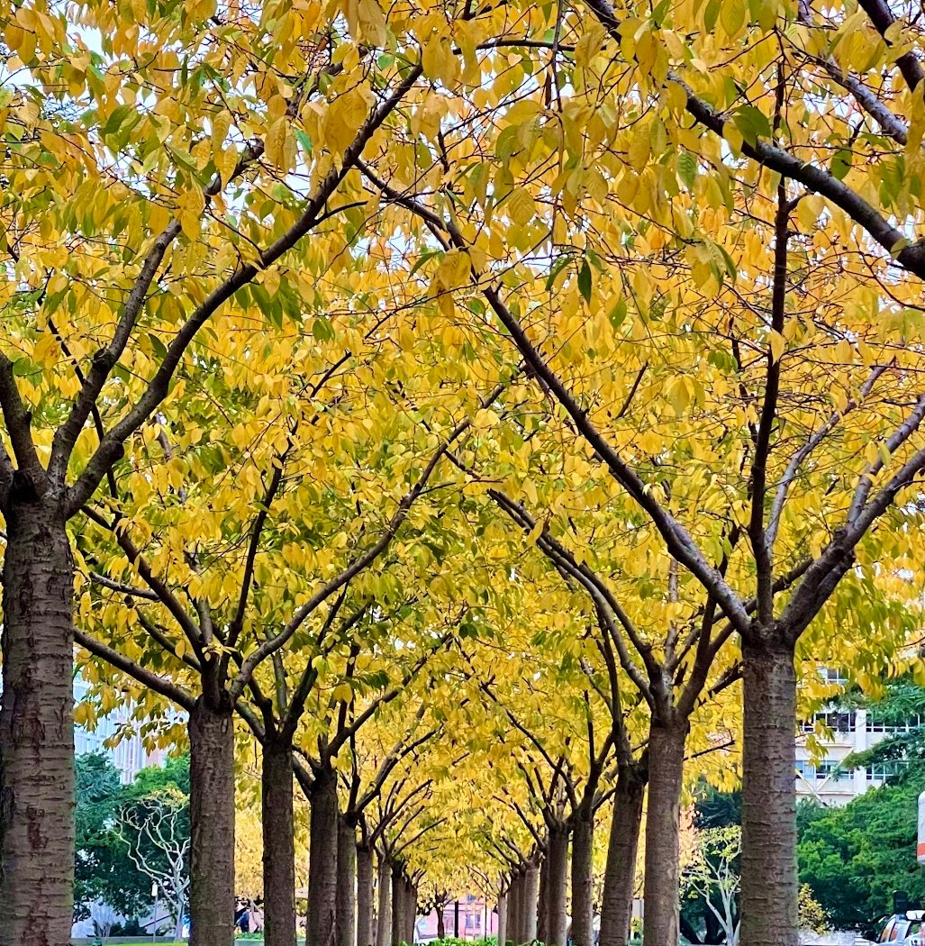 Crescent Lawn | UC Berkeley 1