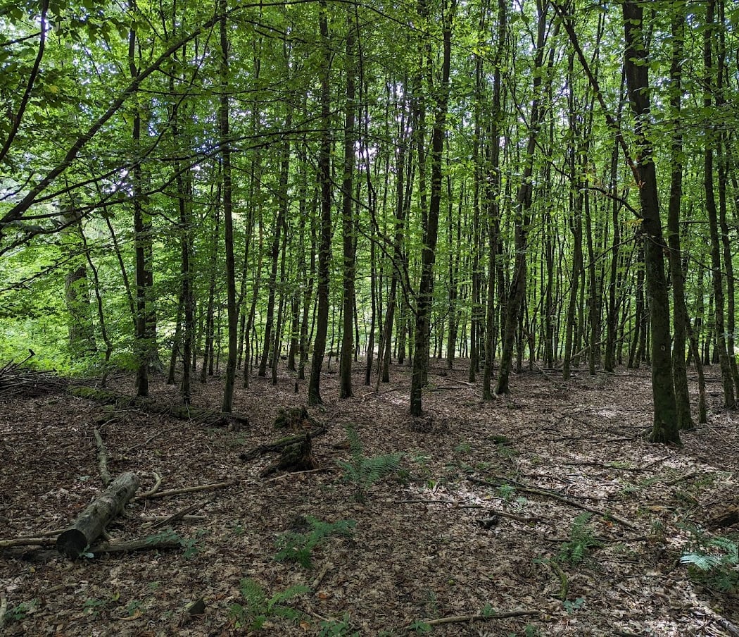 Königsforst Mushroom Walk 2